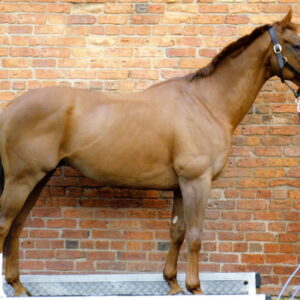 BASCULA CABALLOS COMPLETA