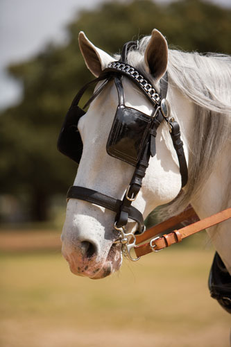 ENGANCHE SUHIS KEIFFER COLLARIN DOBLE - Imagen 3