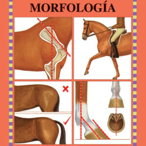 LIBRO GUÍAS ECUESTRES ILUSTRADAS MORFOLOGÍA