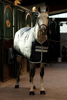 MANTA AMIGO INSULATOR PONY MEDIUM CUADRA - Imagen 2